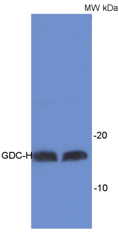 western blot detection using anti-GDC-H antibody